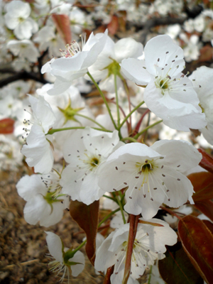 山東泰安岱岳區(qū)萬畝梨花盛開