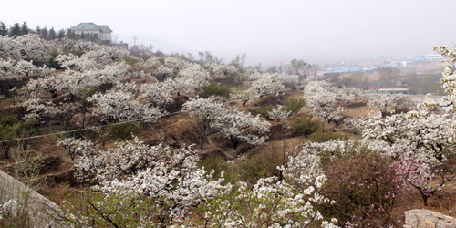 山東泰安岱岳區(qū)萬畝梨花盛開