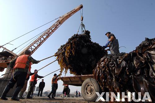 山東榮成10萬余畝海帶進入全面收割期