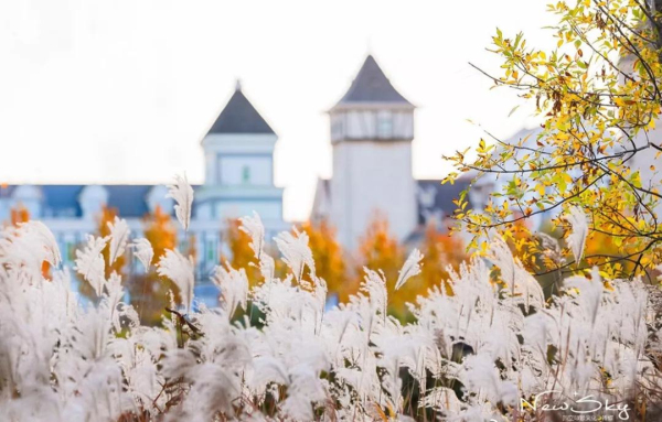 Early winter scenery of Yantai's reed flower fields