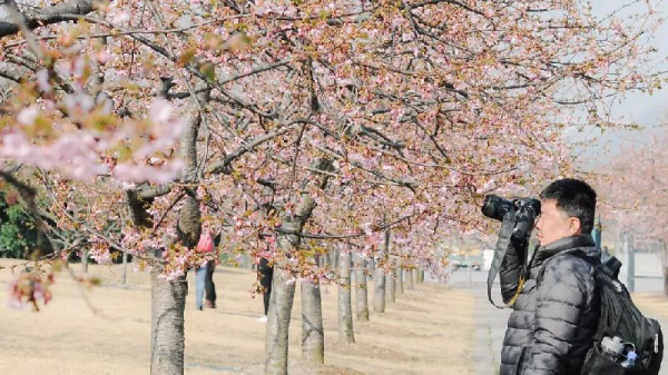 Sheshan cherry boulevard: a dreamlike pink world