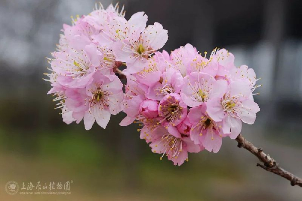 Sheshan cherry boulevard: a dreamlike pink world