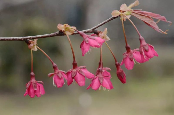 Sheshan cherry boulevard: a dreamlike pink world