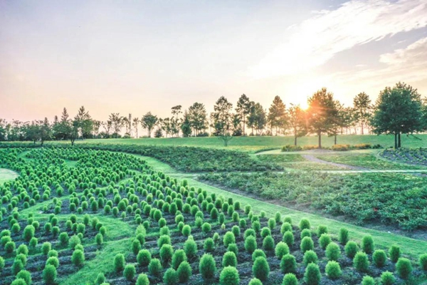 In pics: Vibrant Sheshan