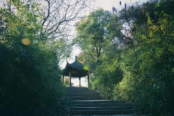 In pics: Vibrant Sheshan