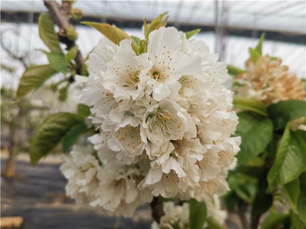 Cherry blossoms at greenhouses in Tai'an