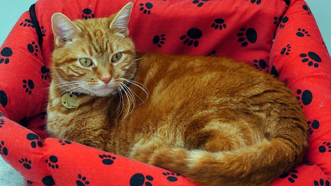 Cat beats stock pros<BR>貓咪炒股打敗投資專家