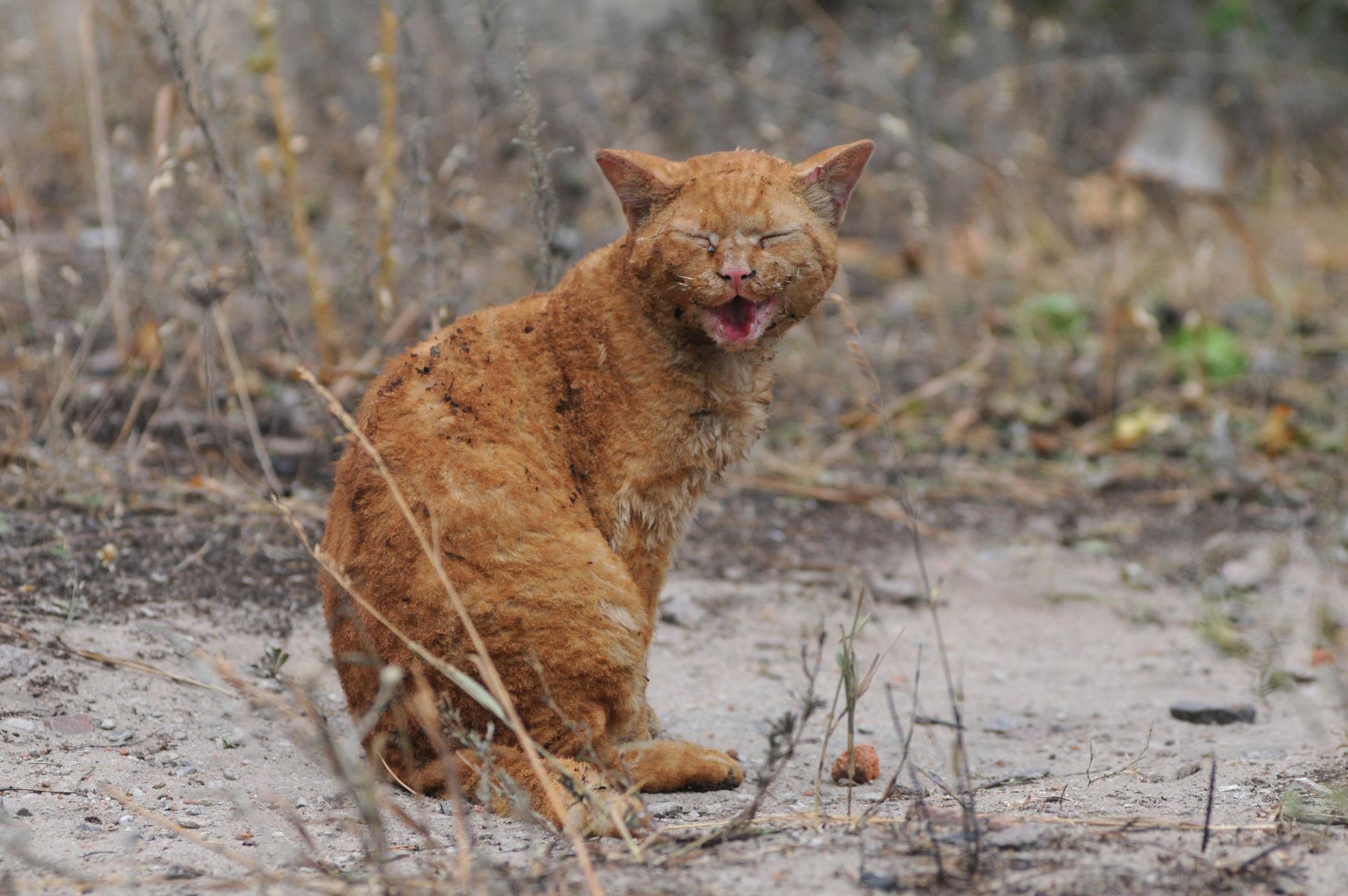 Lingering drought causes fire in Russia