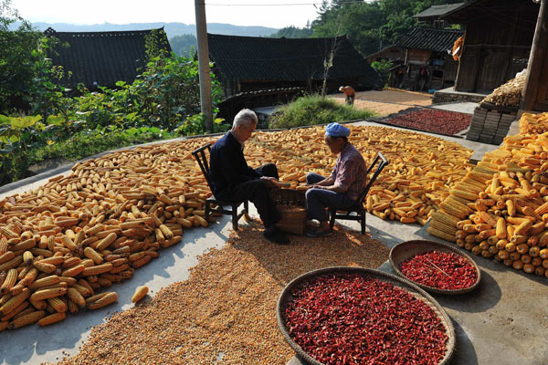 Guizhou sees good corn harvest