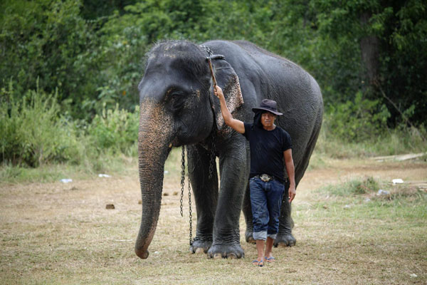 Elephant Polo in Thailand