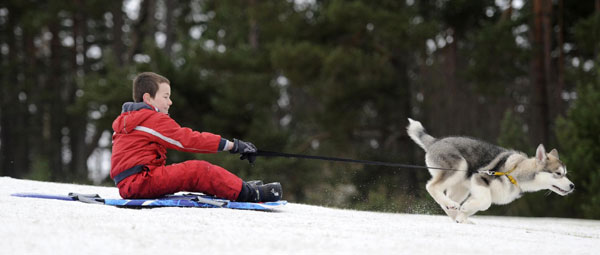 Huskies prepare for rally in Scotland
