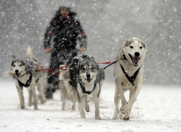 Huskies prepare for rally in Scotland