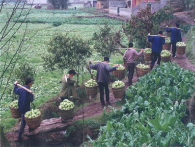 釀制出來的富裕：涪陵榨菜，名滿全球