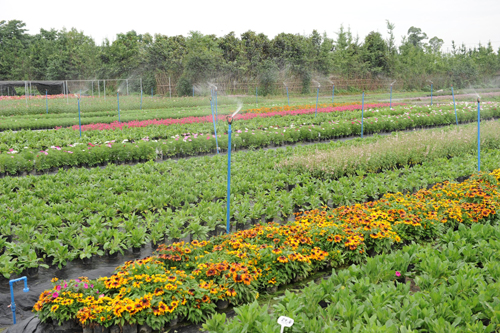 Flower production base promotes farmers' income.