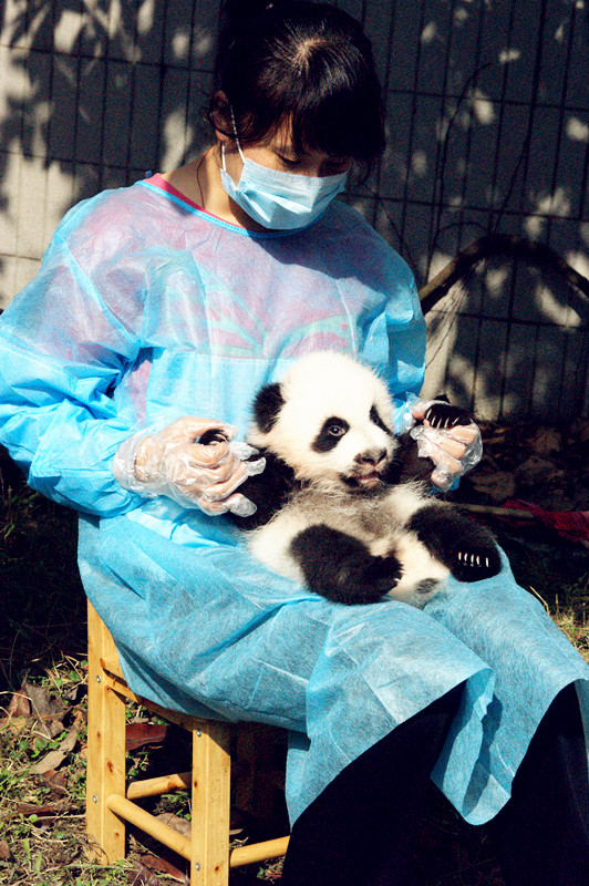 Baby pandas