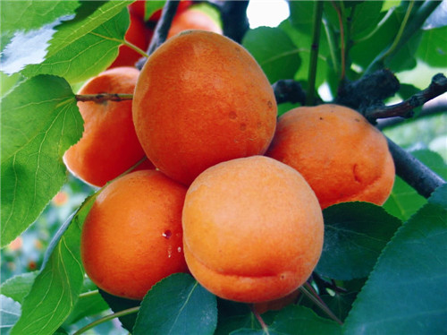 Red apricot