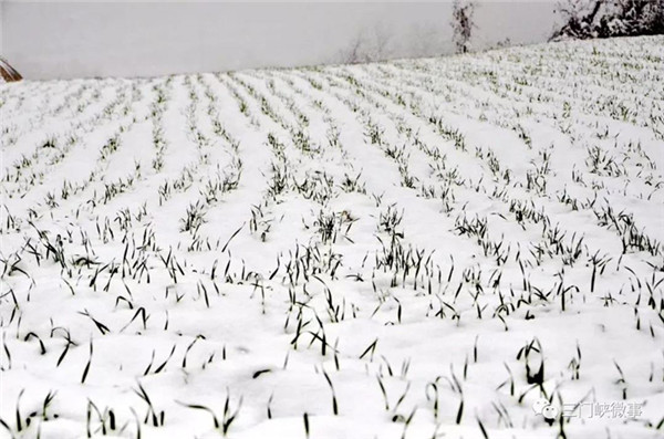 Locals wowed by Sanmenxia's first snow