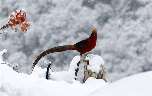 Locals wowed by Sanmenxia's first snow