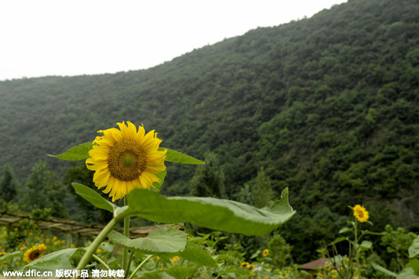 Journey to the Silk Road - Hubei