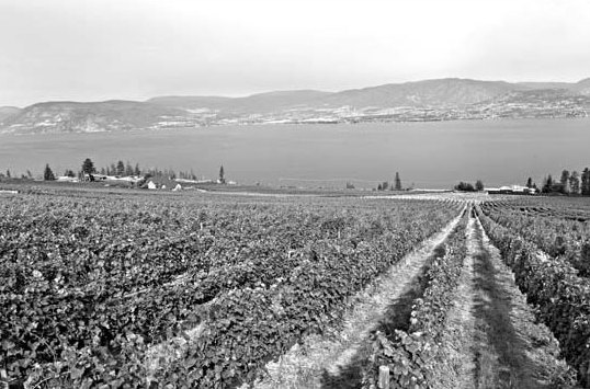 Warming pushes wineries into clash with nature