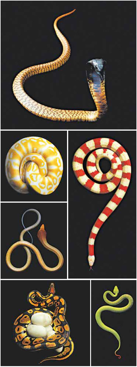Capturing the beauty of snakes