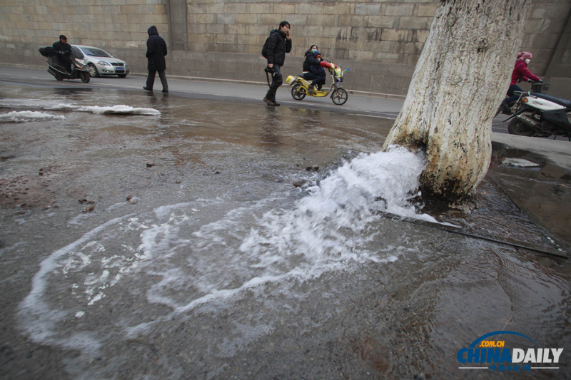 濟南首現大樹“吐水”奇觀