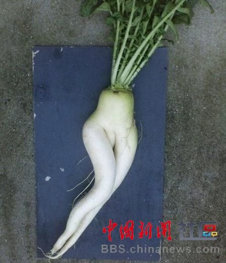 成精的蘿卜君！《大根逃亡記》爆紅