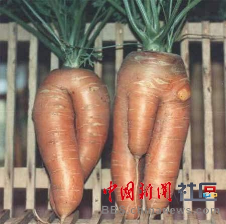 成精的蘿卜君！《大根逃亡記》爆紅