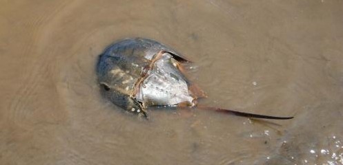 地球十二種“活化石” 數(shù)百萬年幾乎未進化(圖)