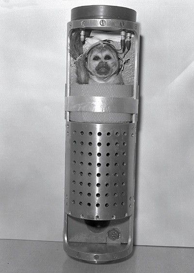 盤點進入太空的動物宇航員：部分英勇殉職(圖)