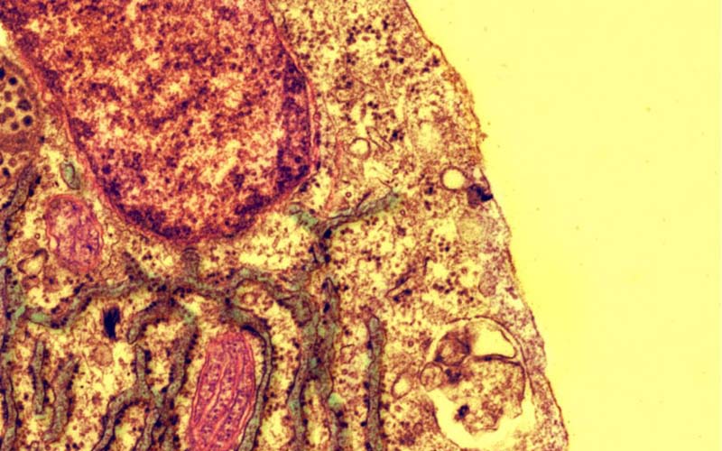 老鼠心臟醫學圖像變身絕美藝術品(高清)