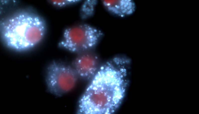 老鼠心臟醫學圖像變身絕美藝術品(高清)