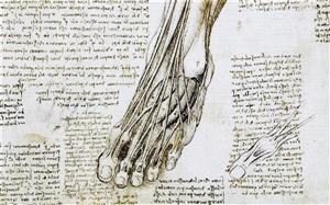 達芬奇共解剖30多具尸體 所作人體解剖圖生動清晰