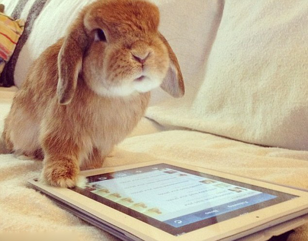 網上爆紅的超萌兔子兄弟(組圖)