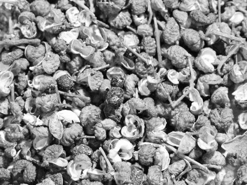 科學家破解四川麻椒麻味之謎