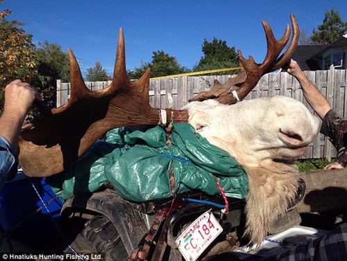 獵人射殺罕見白色駝鹿惹眾怒 原住民奉為神靈之物