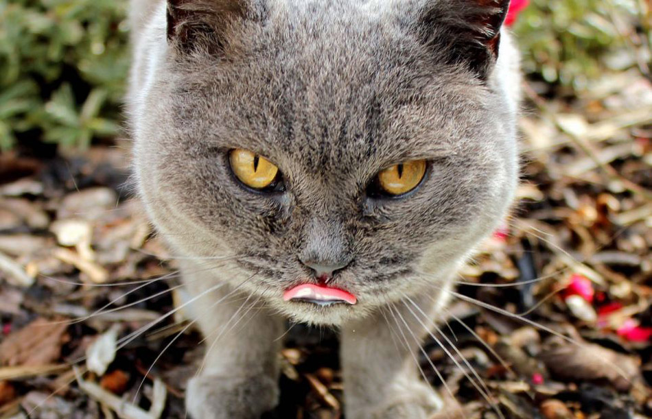 國(guó)際貓主題攝影比賽貓咪各秀風(fēng)采