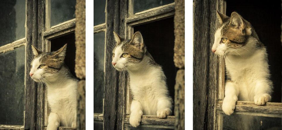 國際貓主題攝影比賽貓咪各秀風采