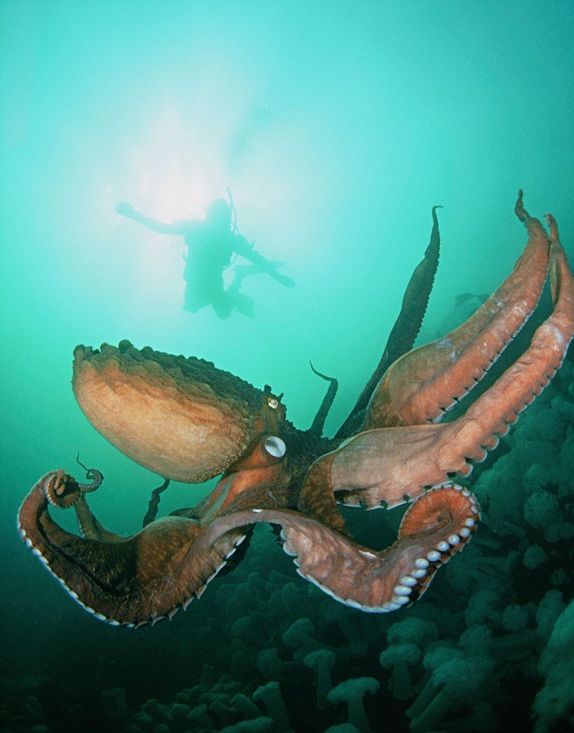 化石證據顯示巨型挪威海怪確曾存在(組圖)