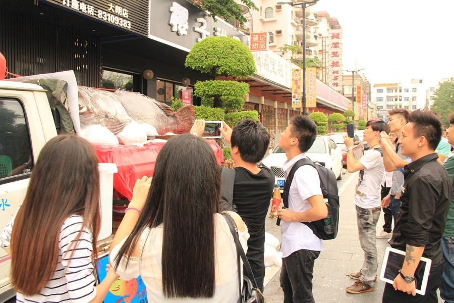 東莞一飯店購(gòu)買683斤巨型石斑