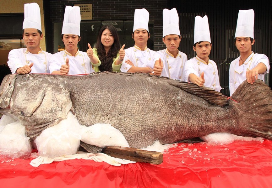 東莞一飯店購(gòu)買683斤巨型石斑