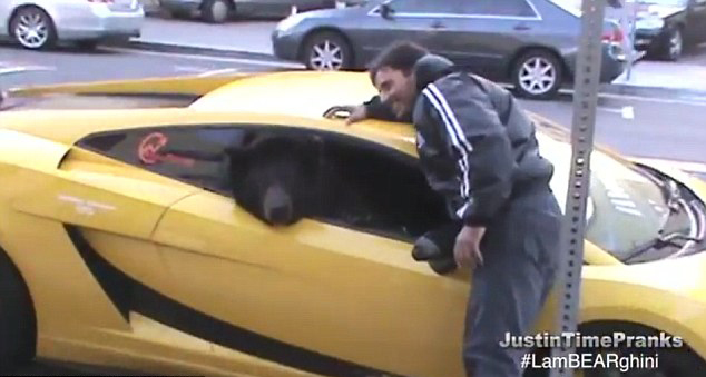 美棕熊跑車內探出腦袋引交通堵塞(組圖)