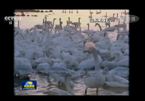 新聞聯(lián)播賣(mài)萌 網(wǎng)友：新聞聯(lián)播你這么萌央視知道嗎