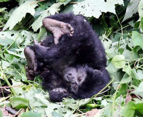 小猩猩樹上摔下不撒嬌 猛力捶胸顯“霸氣”(圖)