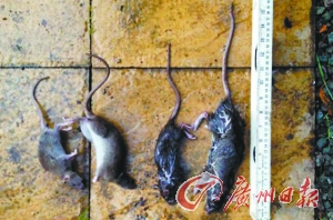 英變異老鼠最大近半米(圖)