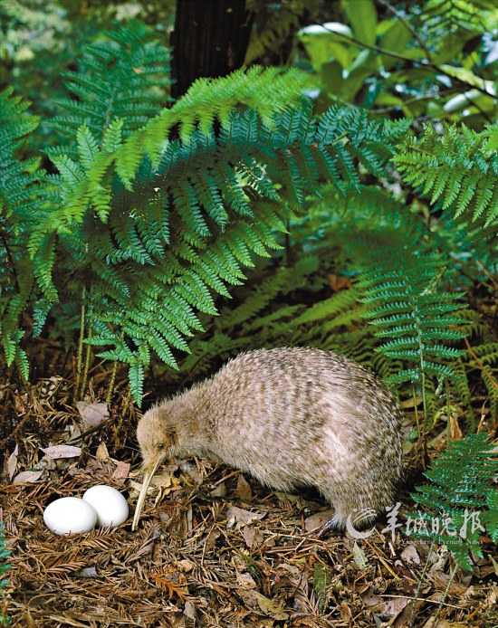 各國貨幣上的動物：南非蘭特上的非洲五霸(組圖)