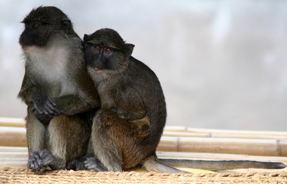 冬日暖情：動物們的擁抱日(高清組圖)