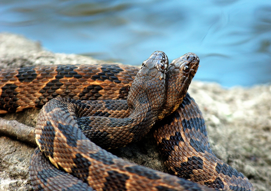 冬日暖情：動物們的擁抱日(高清組圖)