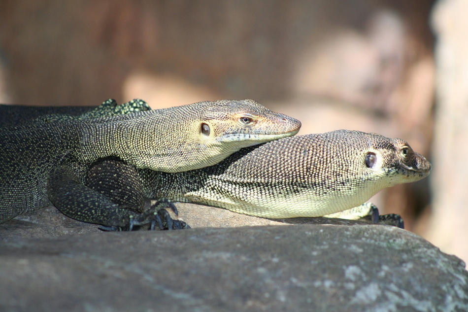 冬日暖情：動(dòng)物們的擁抱日(高清組圖)