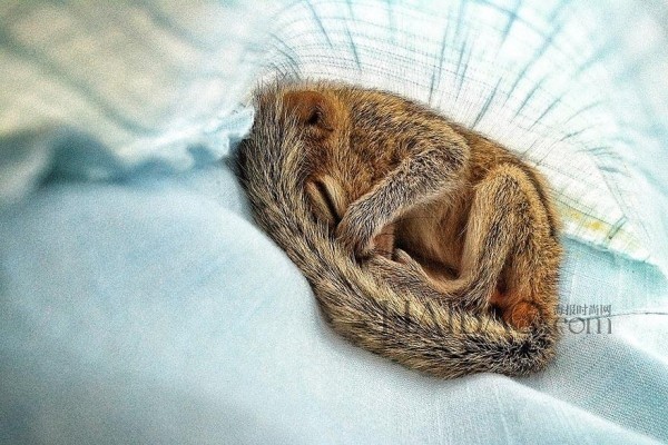 被遺棄的小松鼠萌醒地球人(組圖)